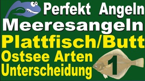 Piattfische Arten Unterscheidung